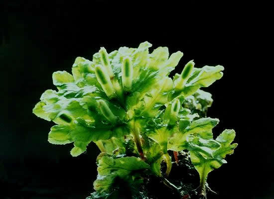 Symphyogyna hymenophyllum