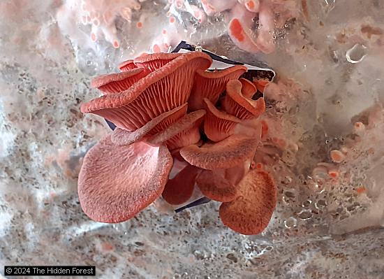 Pleurotus pulmonarius
